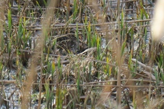 Lymnocryptes minimus