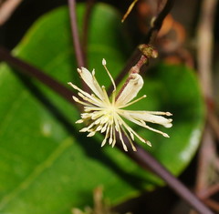 Smilax australis