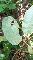 Chrysophyllum argenteum