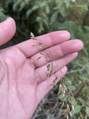 Anthoxanthum occidentale