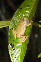 Hyperolius kivuensis