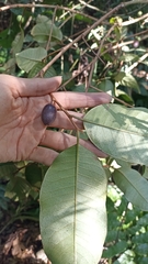 Chrysophyllum argenteum