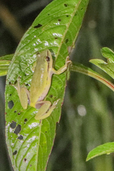 Hyperolius kivuensis