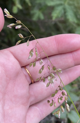 Anthoxanthum occidentale