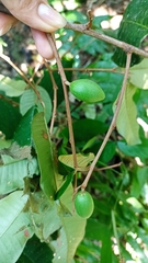 Chrysophyllum argenteum