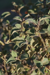 Solanum tomentosum
