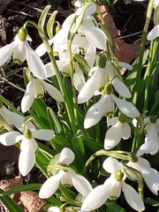 Galanthus nivalis
