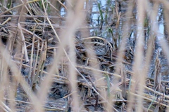 Lymnocryptes minimus