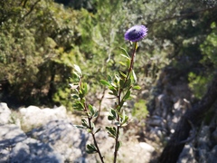 Globularia