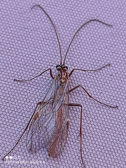 Ophion luteus