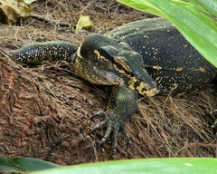 Varanus togianus
