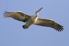 Pelecanus rufescens