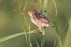 Cisticola marginatus