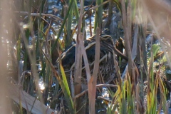 Lymnocryptes minimus