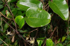 Smilax australis