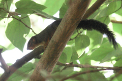 Heliosciurus rufobrachium