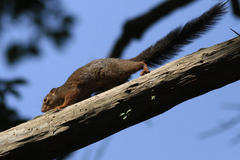 Heliosciurus rufobrachium