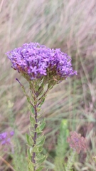 Tetraselago longituba