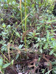 Rhynchospora microcarpa