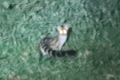 Genetta maculata