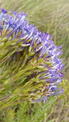 Tetraselago longituba