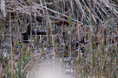 Lymnocryptes minimus