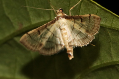 Marasmia trapezalis