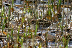 Lymnocryptes minimus