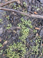 Pogogyne serpylloides