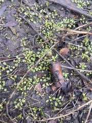 Pogogyne serpylloides