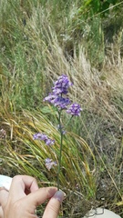 Limonium tomentellum