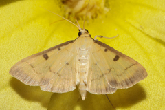 Psara