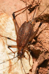 Homoeogryllus