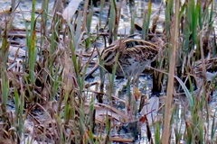 Lymnocryptes minimus