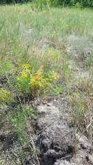 Peucedanum ruthenicum