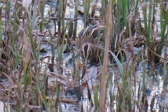 Lymnocryptes minimus