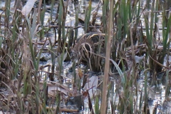 Lymnocryptes minimus