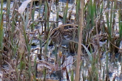 Lymnocryptes minimus