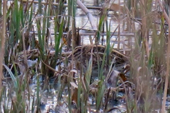 Lymnocryptes minimus