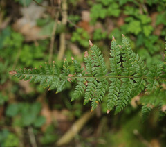 Polystichum setiferum