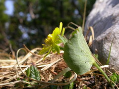 Ranunculus thora