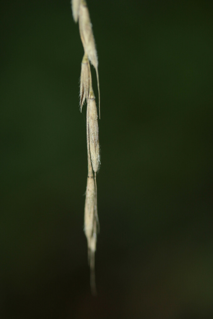 Brachypodieae