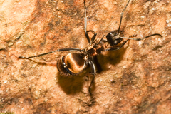 Polyrhachis militaris