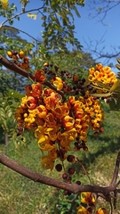 Cassia moschata