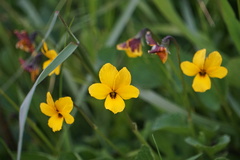 Viola pedunculata