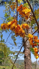 Cassia moschata