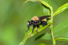 Laphria macquarti