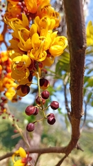 Cassia moschata