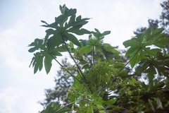 Cecropia peltata