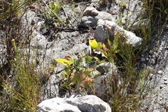 Protea amplexicaulis